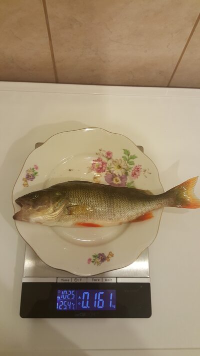 Eurasian perch — Neman River