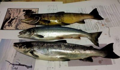 Atlantic salmon ×3
