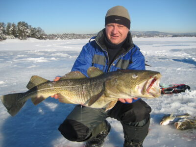 Atlantic cod, 8.5 kg
