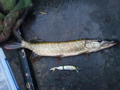Northern Pike — Ekrano gamyklos