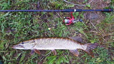 Northern Pike, 2.6 kg — Шешупе