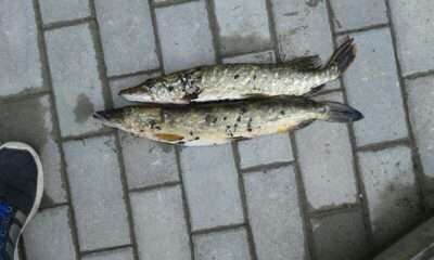 Northern Pike, 1.5 kg — Skarbelis
