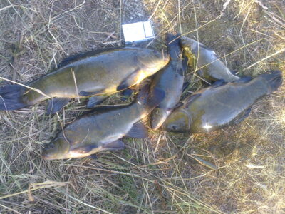 Tench, 1.6 kg — Šventoji