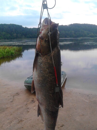 Asp, 4.9 kg — Neman River
