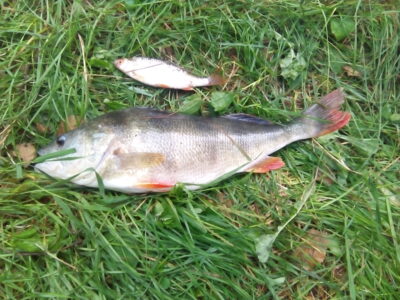 Eurasian perch, 1.2 kg