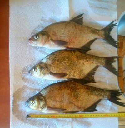 Carp bream ×3 — Apušys