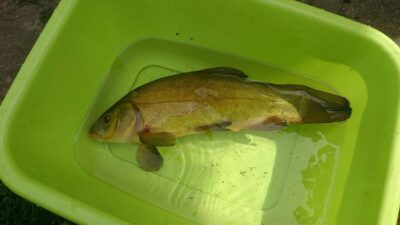 Tench, 1.0 kg — Sujainių