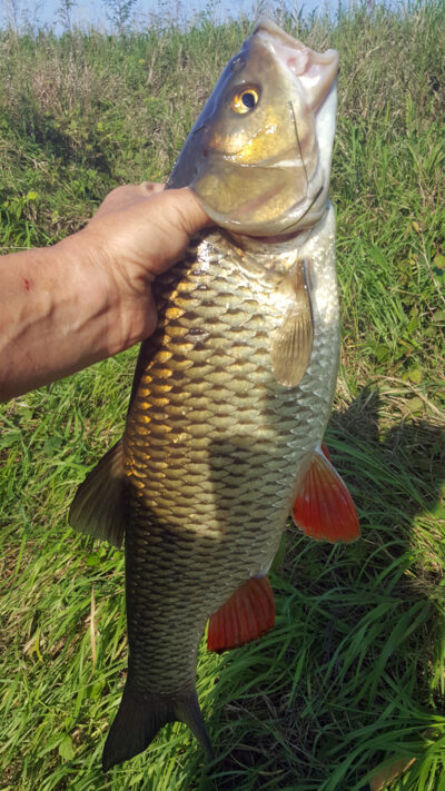 chub, 2.0 kg — Шешупе