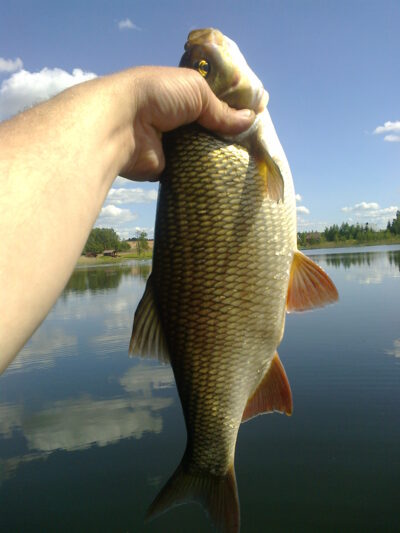 Ide, 1.2 kg — Šventoji