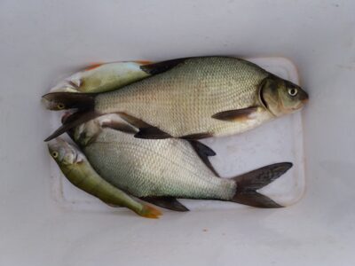 Carp bream — Gilius