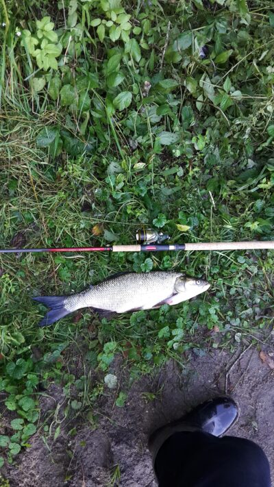 Asp, 1.8 kg — Kaunas reservoir