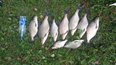 Carp bream, 1.6 kg — Asveja