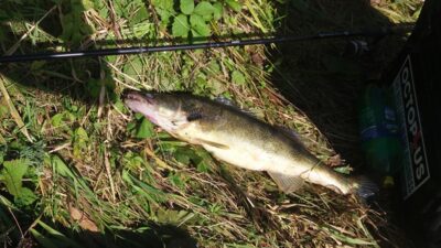 Pike perch, 3.2 kg
