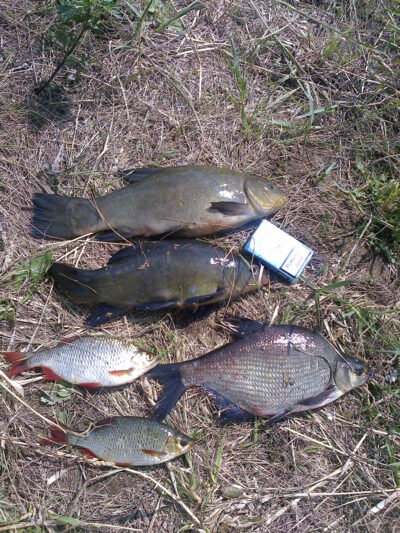 Tench, 1.2 kg — Šventoji