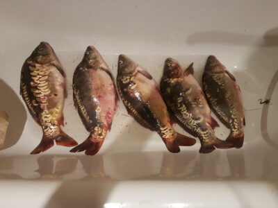 Mirror carp ×7