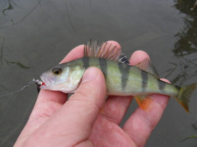Eurasian perch ×3 — Gilius