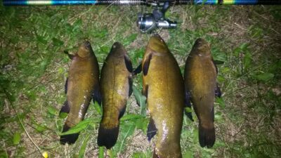 Tench ×4 — Šešuolių