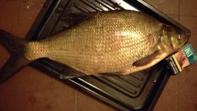 Carp bream, 1.9 kg