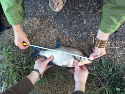 Carp bream, 0.7 kg — Elektrėnai reservoir