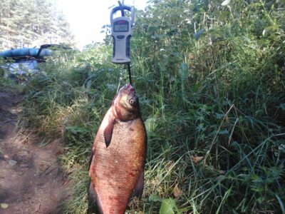 Carp bream, 2.4 kg — Kiaunas