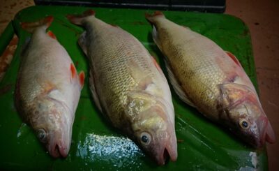 Eurasian perch, 0.8 kg — Kuršių