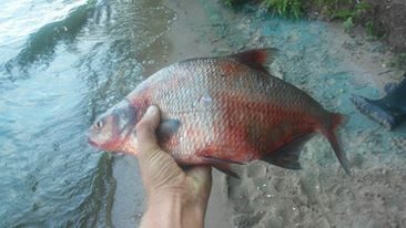 Carp bream, 1.7 kg — Kaunas reservoir