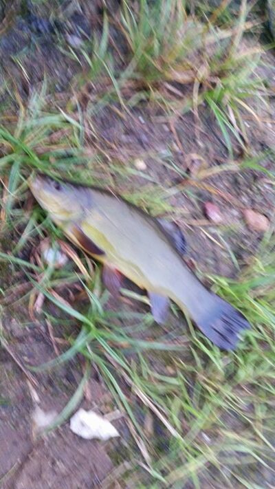 Tench