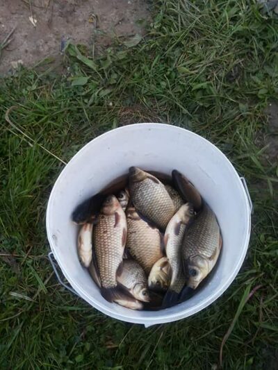 Prussian carp