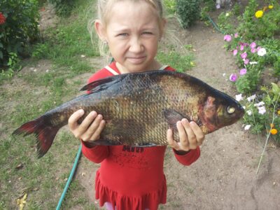 Carp bream, 1.9 kg — Žagarės