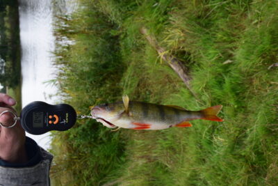 Eurasian perch, 0.4 kg