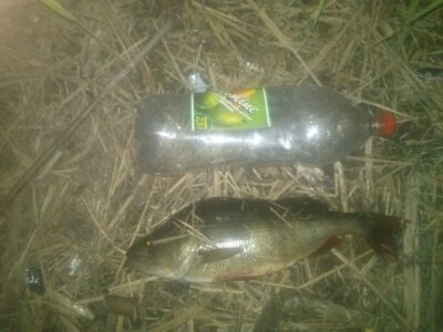 Eurasian perch, 1.6 kg