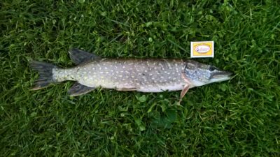 Northern Pike — Neman River
