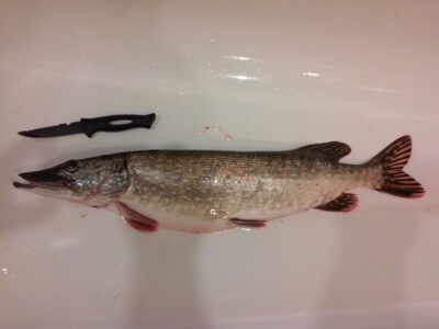Northern Pike