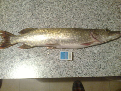 Northern Pike, 1.2 kg — Ilgis