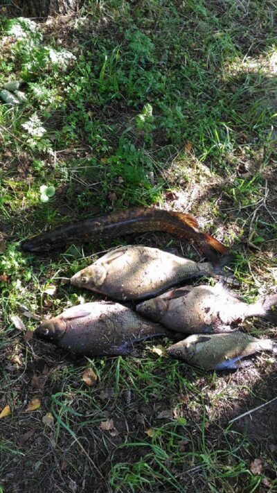 Carp bream, 3.2 kg — Antalieptės HE