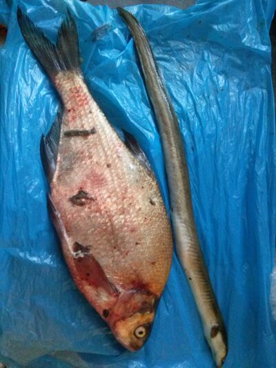 European eel