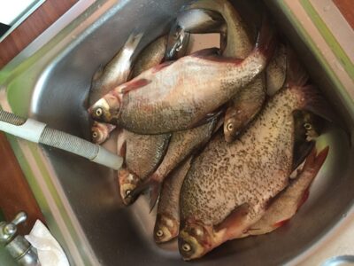 Carp bream — Akmenių
