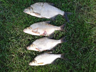 Carp bream ×4 — Liberiškio