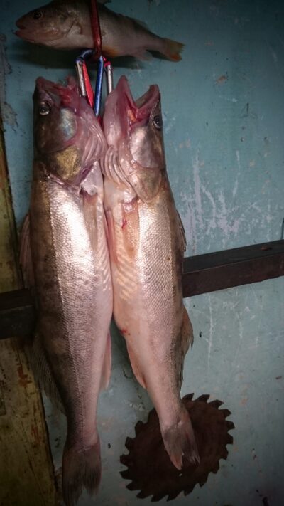 Pike perch ×4 — Kuršių