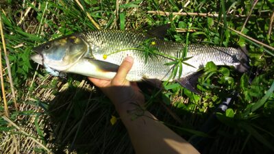 Asp, 2.5 kg — Venta
