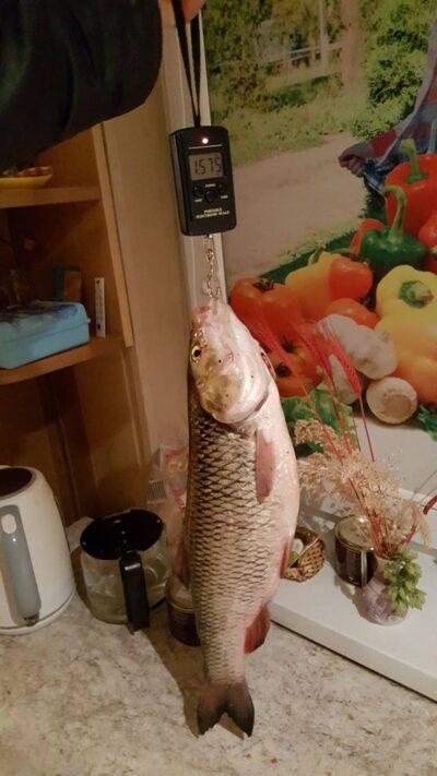 chub, 1.6 kg — Шешупе
