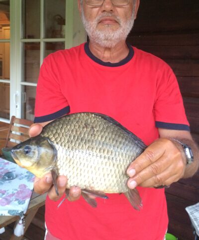 Prussian carp