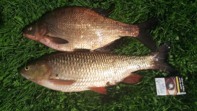 Carp bream, 1.6 kg — Шешупе