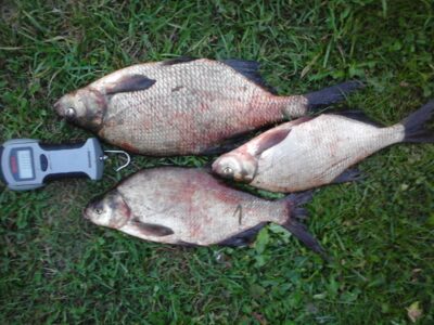 Carp bream ×3 — Lamėstas