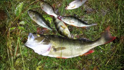 Eurasian perch, 0.6 kg — Platelių