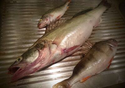 Pike perch, 1.5 kg — Kuršių
