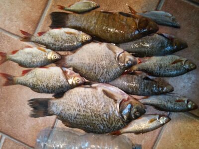 Crucian carp, 1.8 kg — Dvariukų
