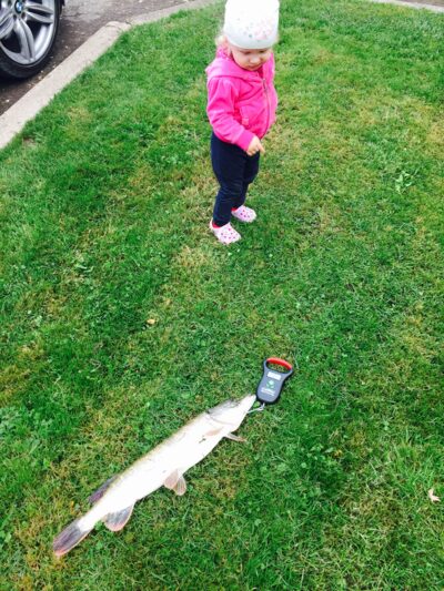 Northern Pike, 1.6 kg — Vaidatonių