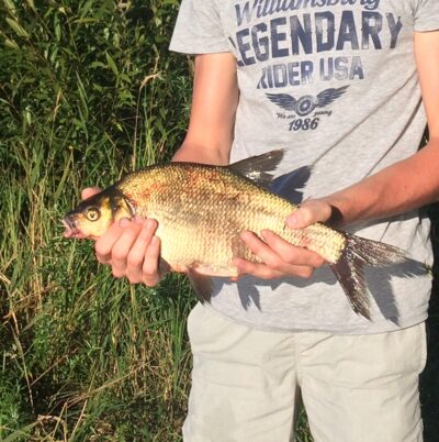 Carp bream, 1.2 kg — Kaunas reservoir