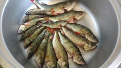 Eurasian perch, 3.0 kg — Elektrėnai reservoir